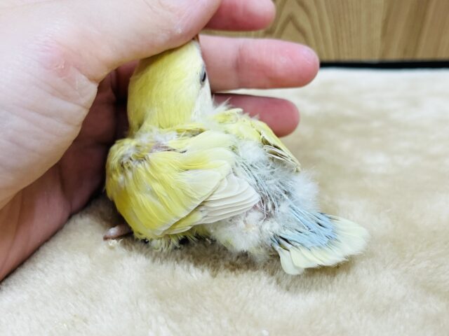 コザクラインコ（小桜インコ）