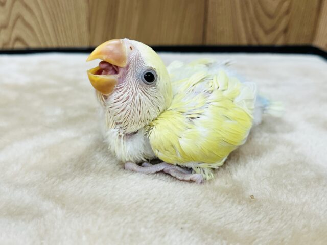 将来の素敵カラーが楽しみ♡コザクラインコ(クリームシナモン) ヒナ