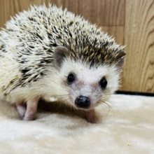 触れ合いOK◎元気いっぱい✨️ハリネズミ(パイド)女の子