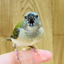 元気いっぱい！食欲旺盛！！コキンチョウ(ノーマル) ヒナ