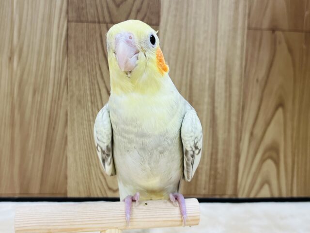 オカメインコ