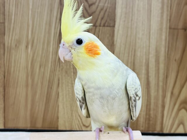 オカメインコ