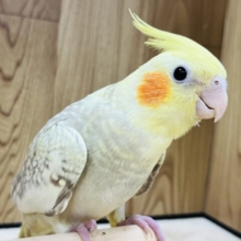 美スタイルのオカメちゃん♪オカメインコ(シナモンパール)
