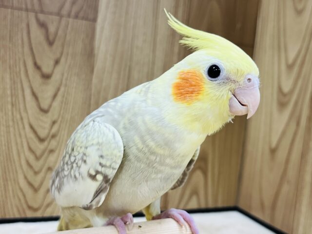 美スタイルのオカメちゃん♪オカメインコ(シナモンパール)