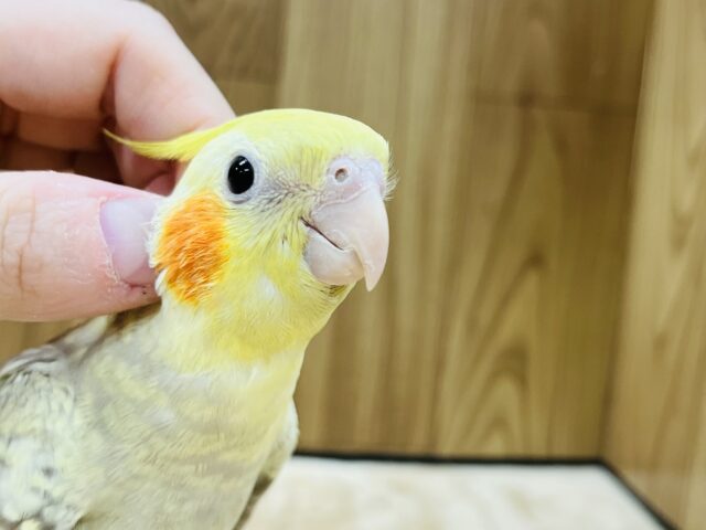 オカメインコ