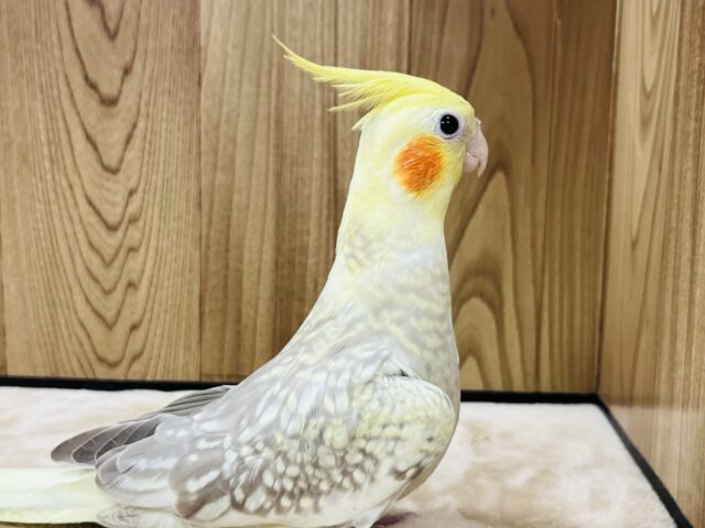 オカメインコ