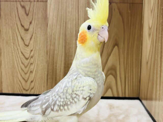 オカメインコ