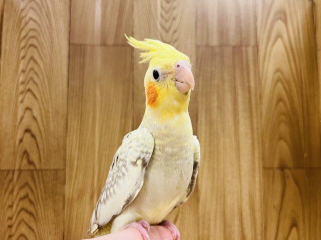 オカメインコ