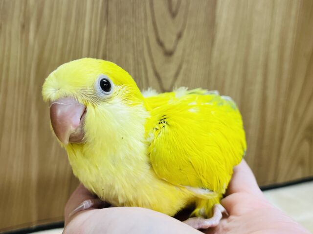 オキナインコ