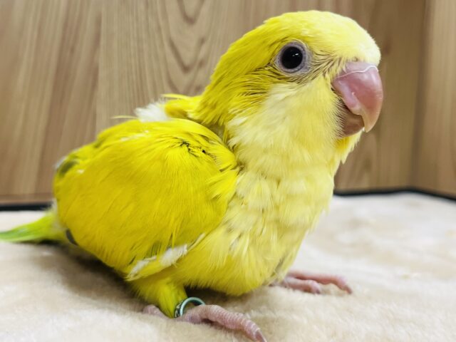 オキナインコ