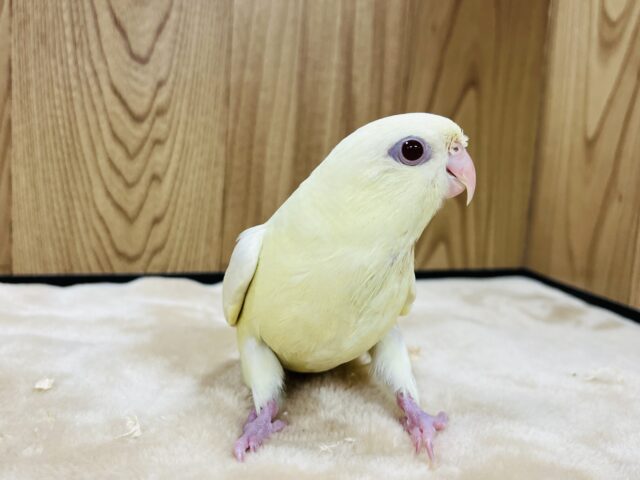 サザナミインコ