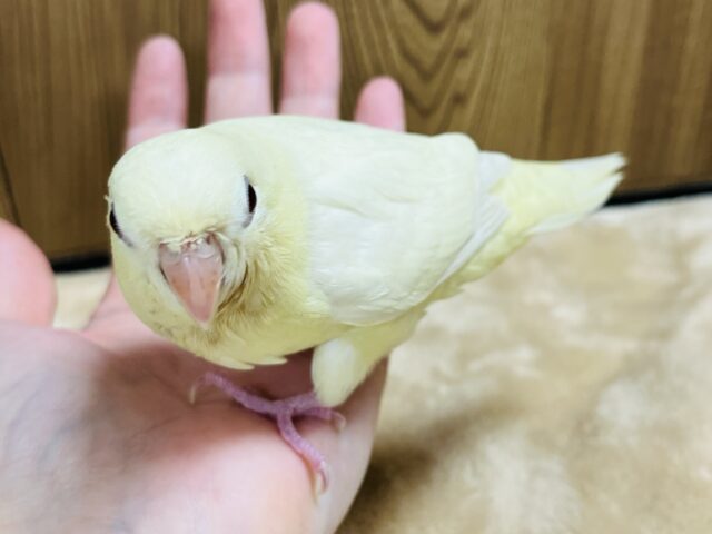 サザナミインコ