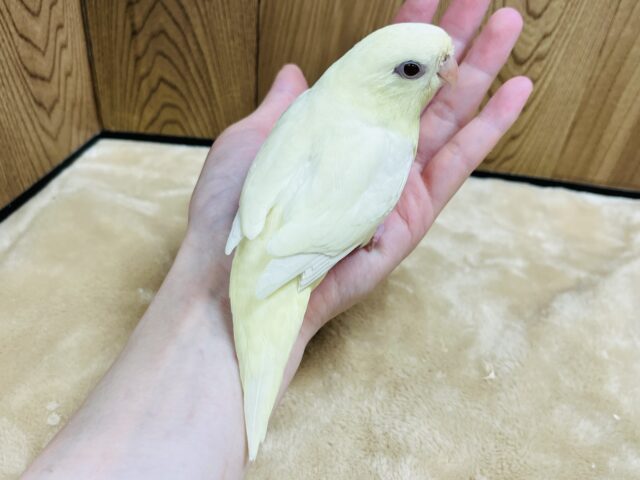 サザナミインコ