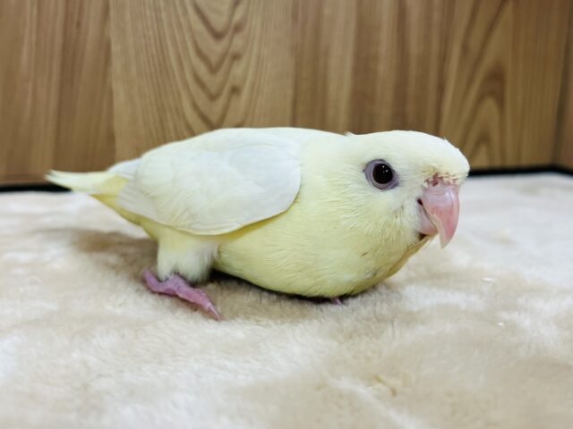 サザナミインコ