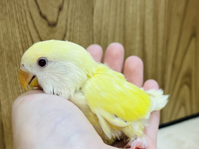 コザクラインコ（小桜インコ）