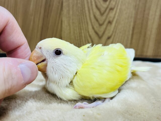 コザクラインコ（小桜インコ）