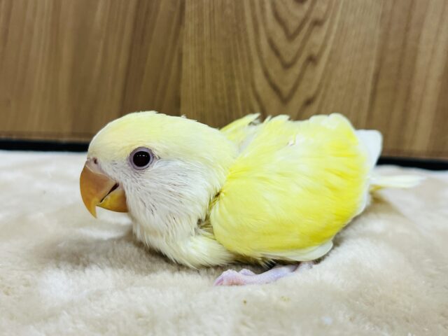 コザクラインコ（小桜インコ）