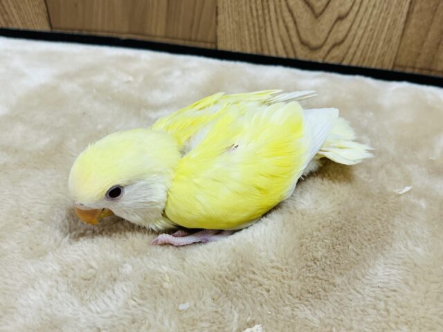 コザクラインコ（小桜インコ）