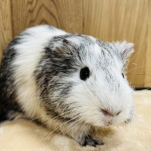 キュートフェイス♡オシャレカラーのイングリッシュモルモット(男の子)