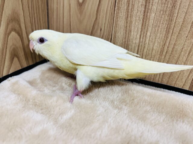 サザナミインコ