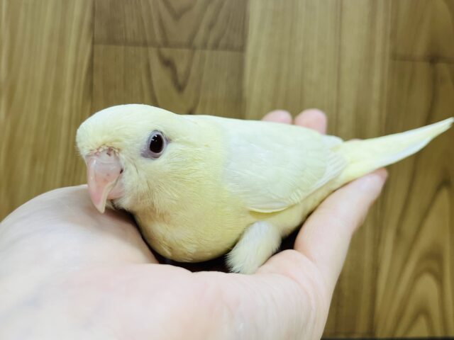 サザナミインコ