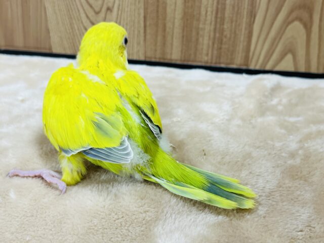 オキナインコ