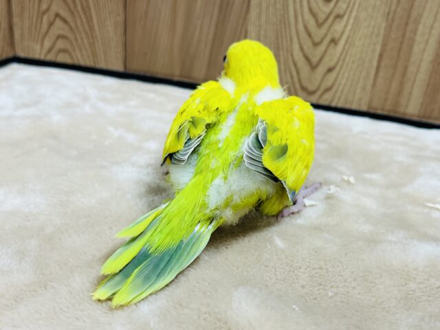 オキナインコ