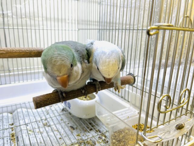 オキナインコ