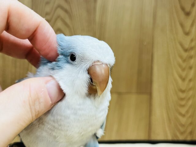 オキナインコ