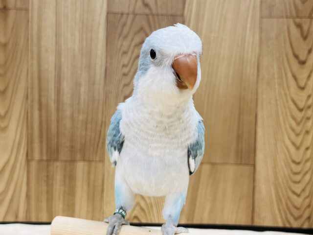 オキナインコ