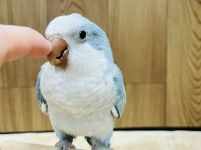 オキナインコ