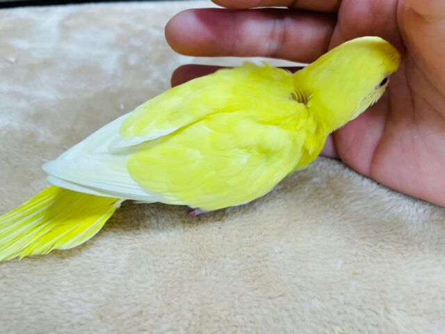 セキセイインコ