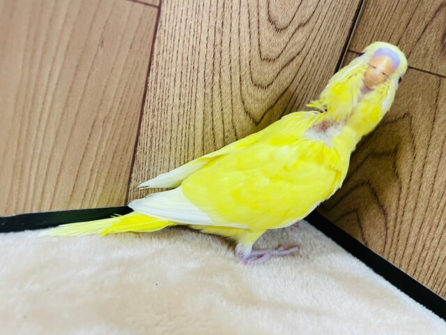 セキセイインコ