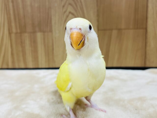 【最新画像更新🪄】将来はどんな子になるのかな♪コザクラインコ(クリーム) ヒナ