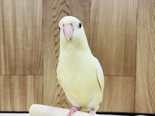 サザナミインコ