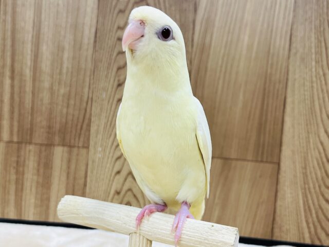 サザナミインコ