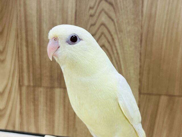 【最新画像更新🪄1人餌になりました！】前のめり〜マイペース〜◎サザナミインコ(クリーム) ヒナ