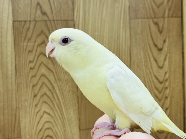 サザナミインコ