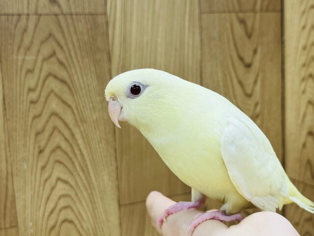 サザナミインコ