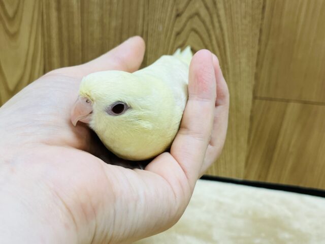 サザナミインコ