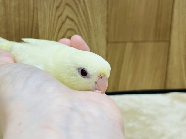 サザナミインコ