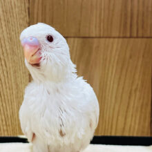 真っ白天使ちゃん♡セキセイインコ(アルビノ) ヒナ