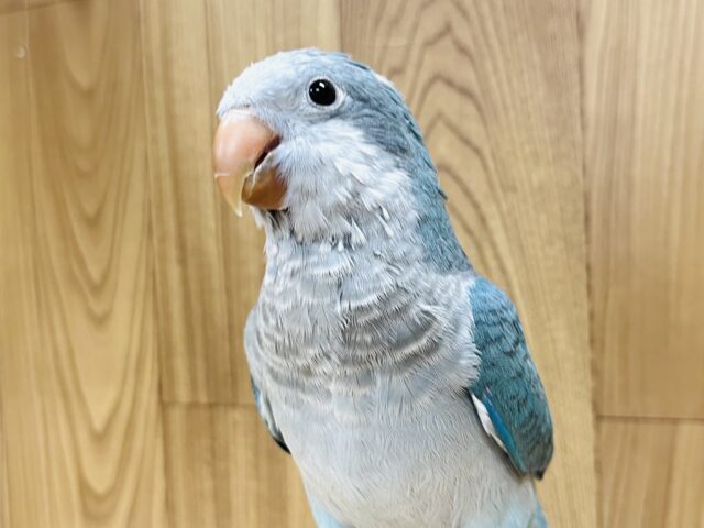 【最新画像・ひとり餌になりました🪄】おめめくりっくりの美形さん♡♡オキナインコ(ブルー) ヒナ