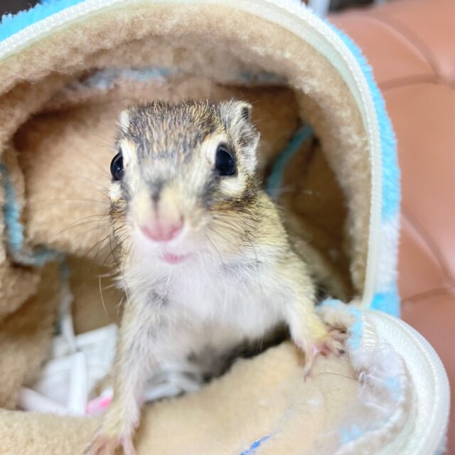 シマリス（ノーマル）