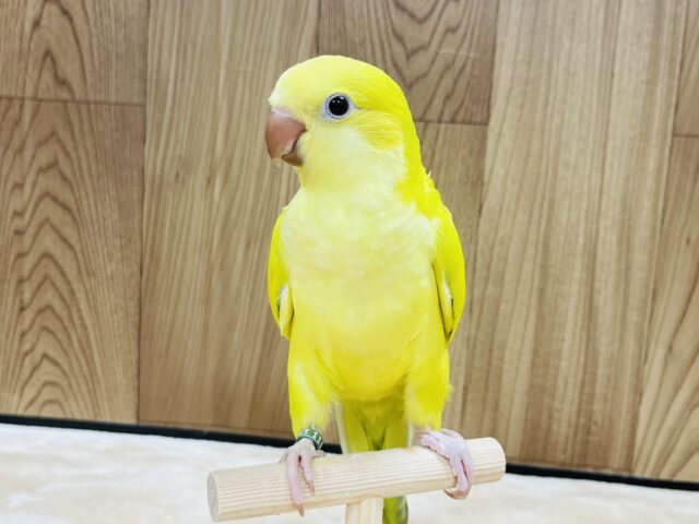 オキナインコ