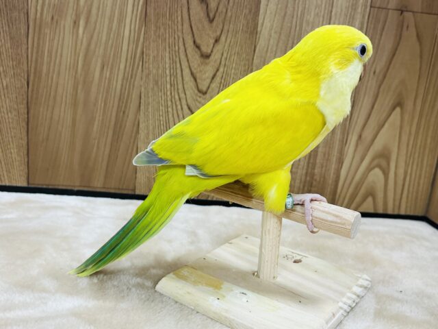 オキナインコ