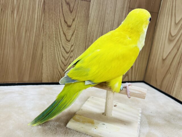 オキナインコ