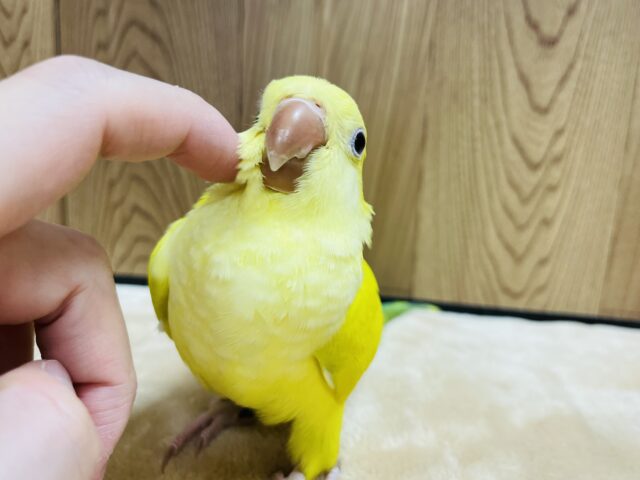 オキナインコ