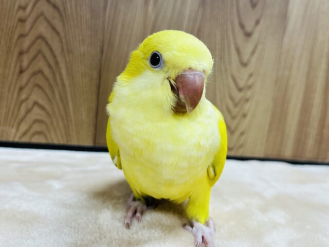 オキナインコ