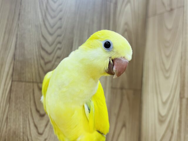 オキナインコ